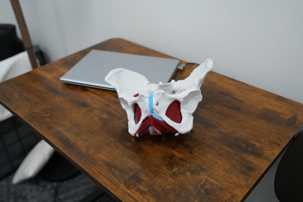 DSC01574 - painPRO Clinics | Physio, Massage & Chiro Since 2002 Plastic pelvis model showing internal muscles on a wooden desk, with a closed laptop in the background.
